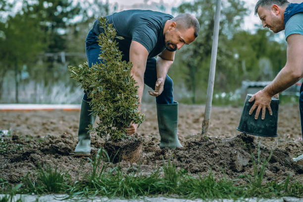 Best Utility Line Clearance  in Mdleton, ID